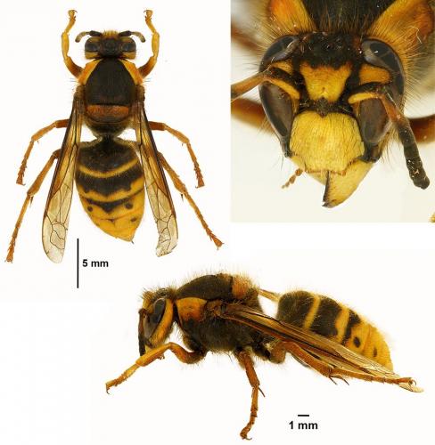 Dolichovespula media